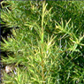 Propriétés et utilisation de l'huile essentielle de Tea Tree